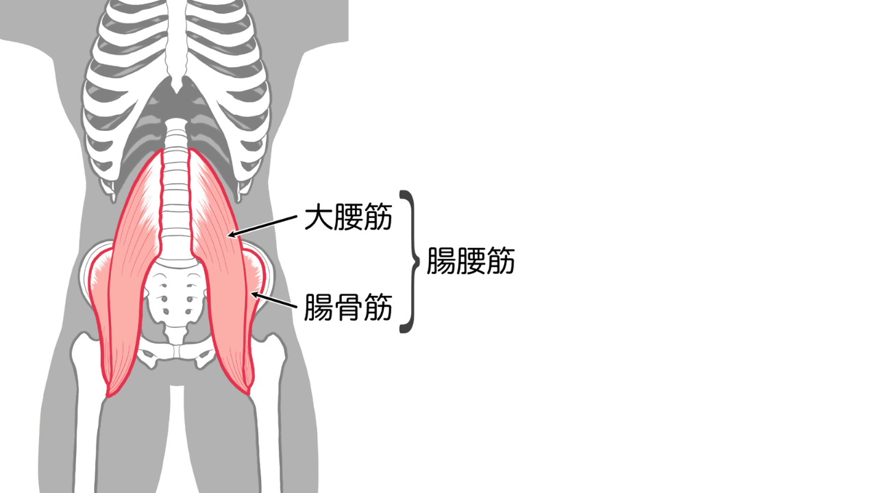 腸腰筋-min